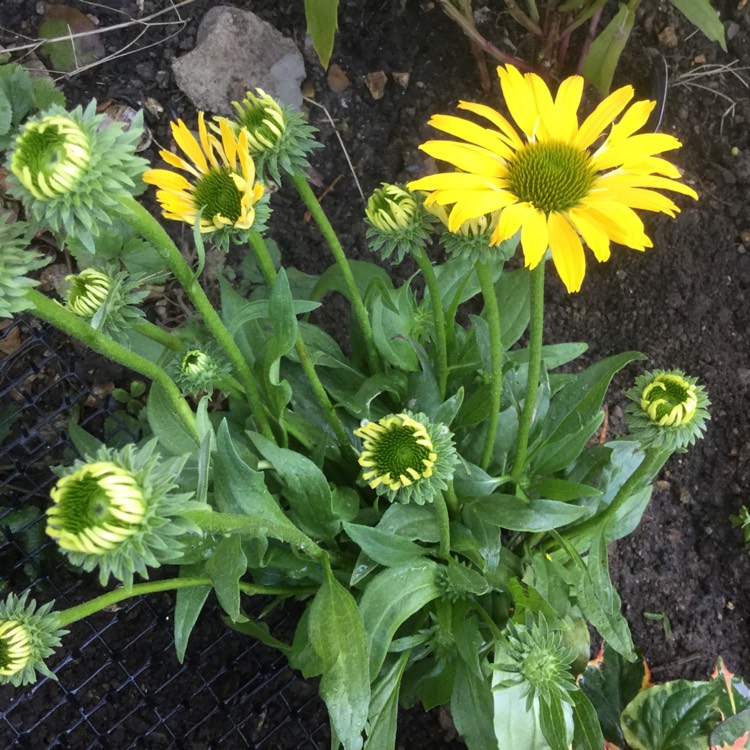 Plant image Echinacea 'Apecssiwh' (Sunseekers Series) syn. Echinacea 'Sunseekers White'