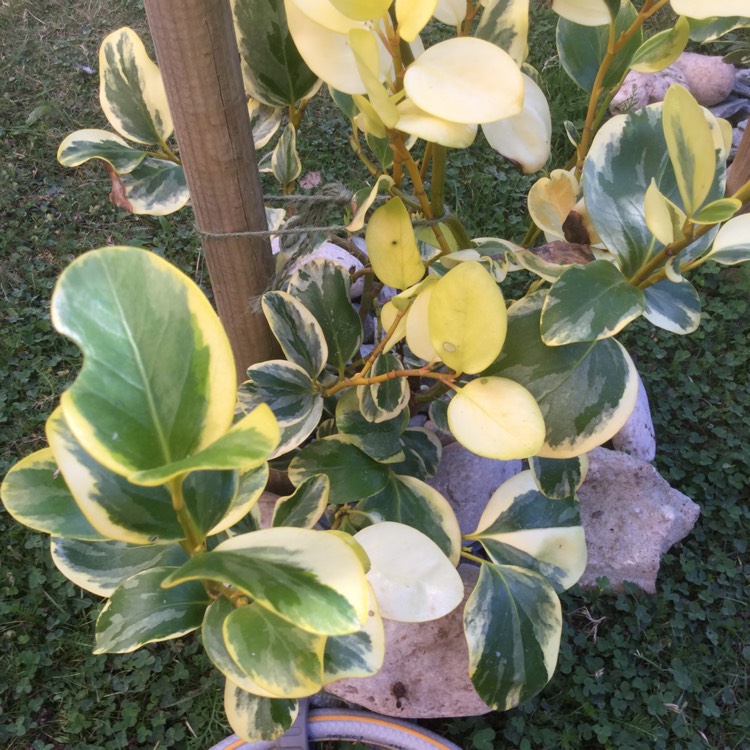 Plant image Griselinia littoralis 'Variegata'