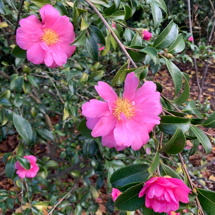 Plant image Camellia japonica 'Pink'