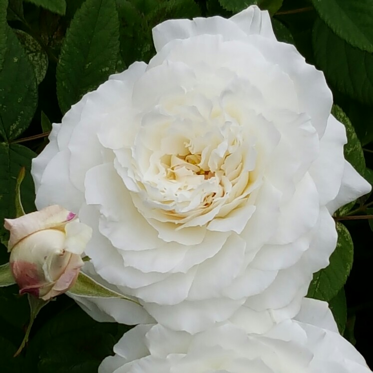 plant image 103541