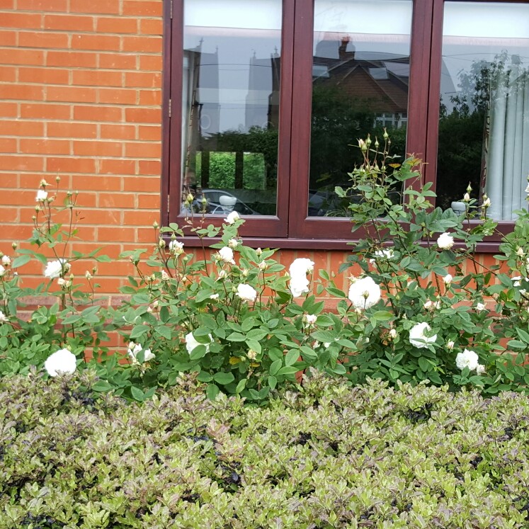 Plant image Rosa 'Susan Williams-Ellis'