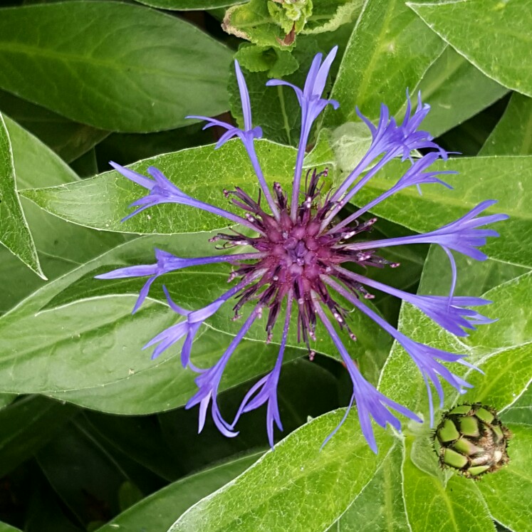 Plant image Centaurea montana 'Gold Bullion'