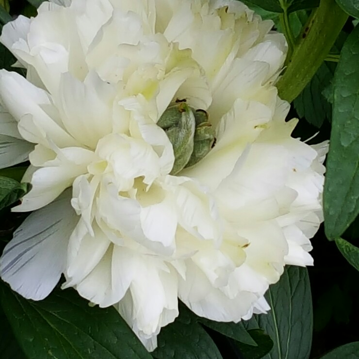 Plant image Paeonia lactiflora 'Duchesse de Nemours'