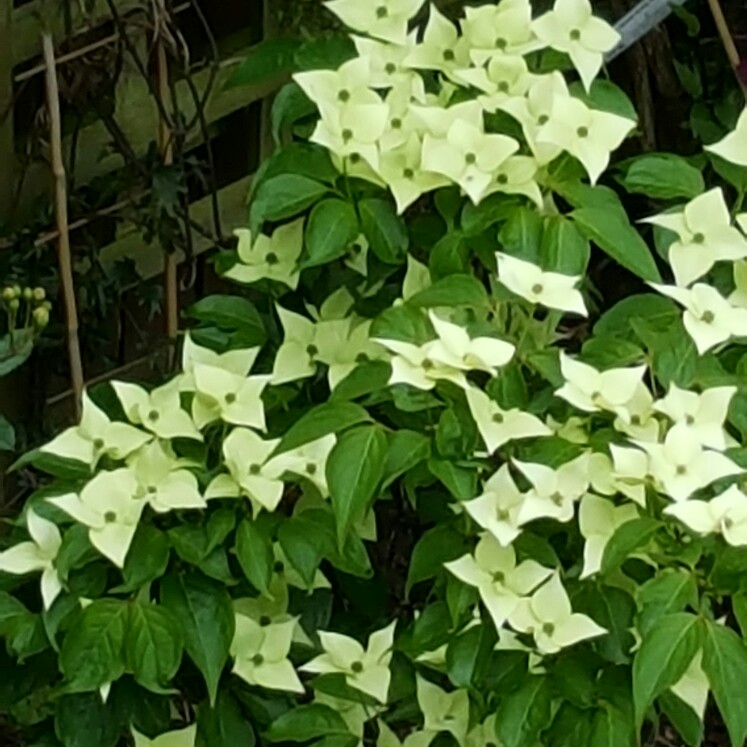 plant image 113125