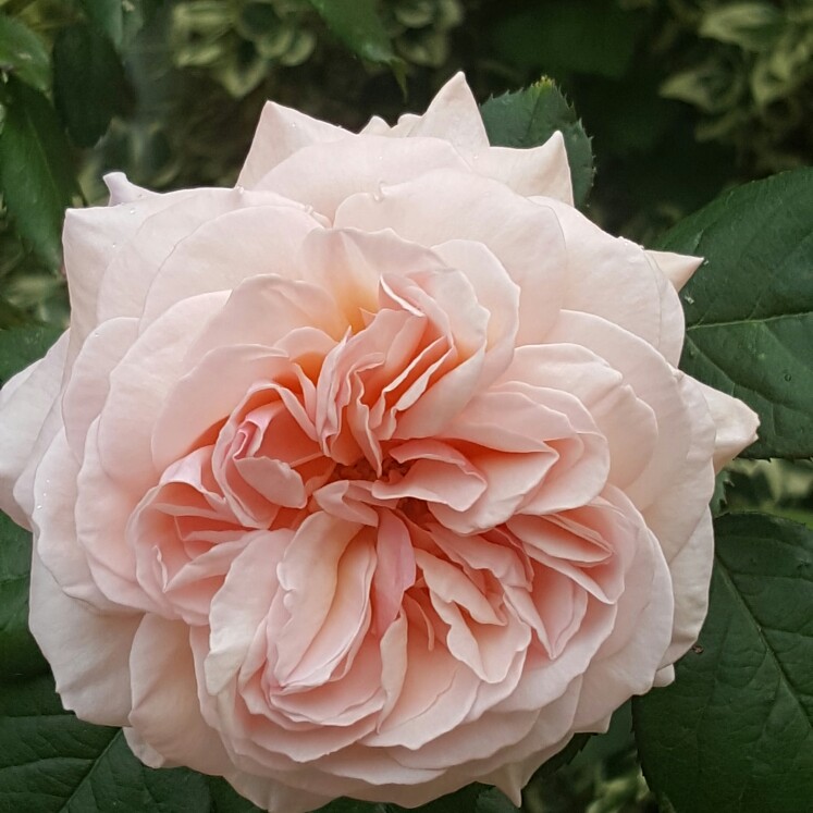 Plant image Rosa 'Ausled' syn. Rosa 'A Shropshire Lad'