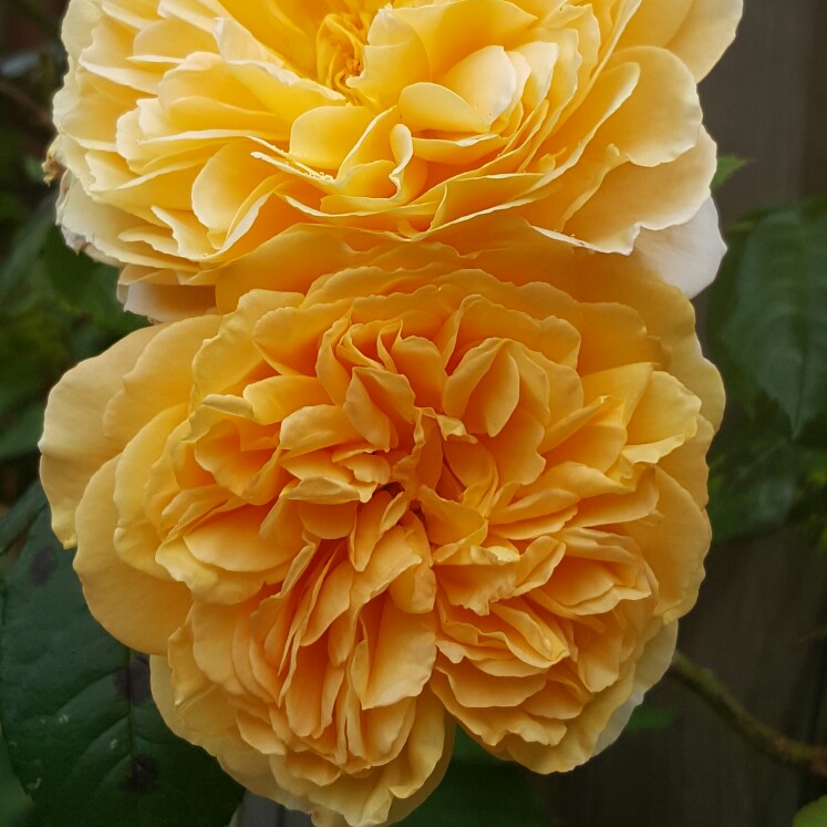 Plant image Rosa 'Auswinter' syn. Rosa 'Crown Princess Margareta'