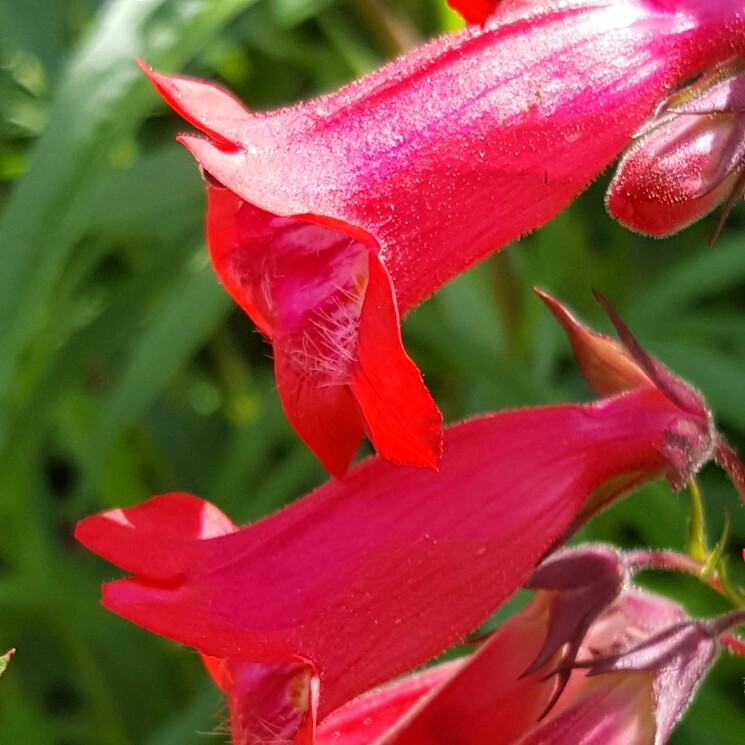 plant image 128131