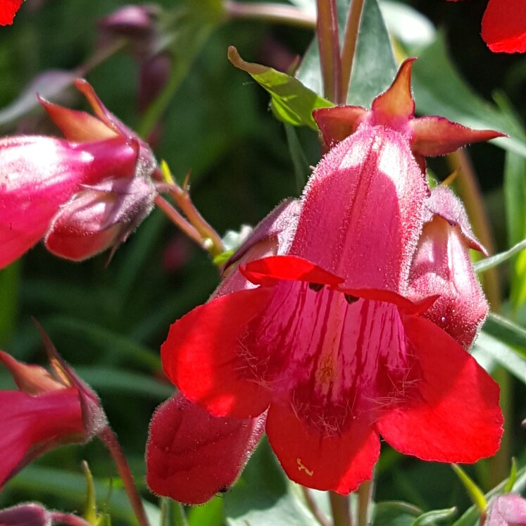 Beartongue 'Chester Scarlet'