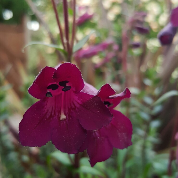 Plant image Penstemon 'Blackbird'