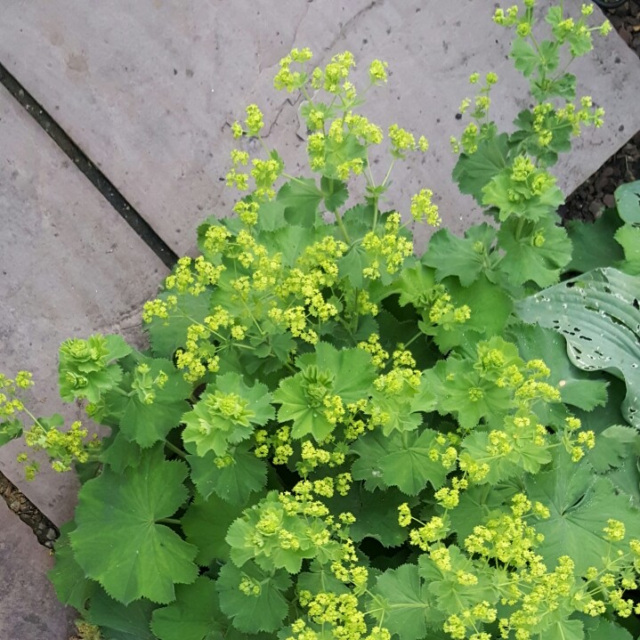 Lady's Mantle