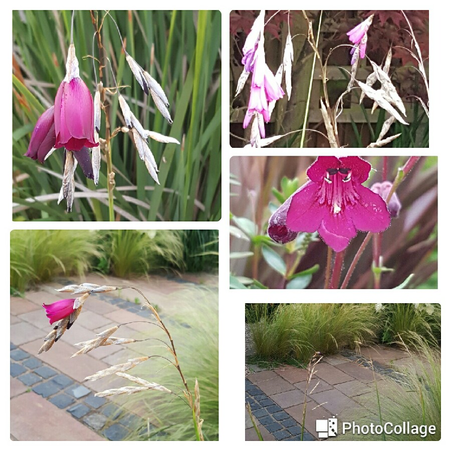 Lesley's garden