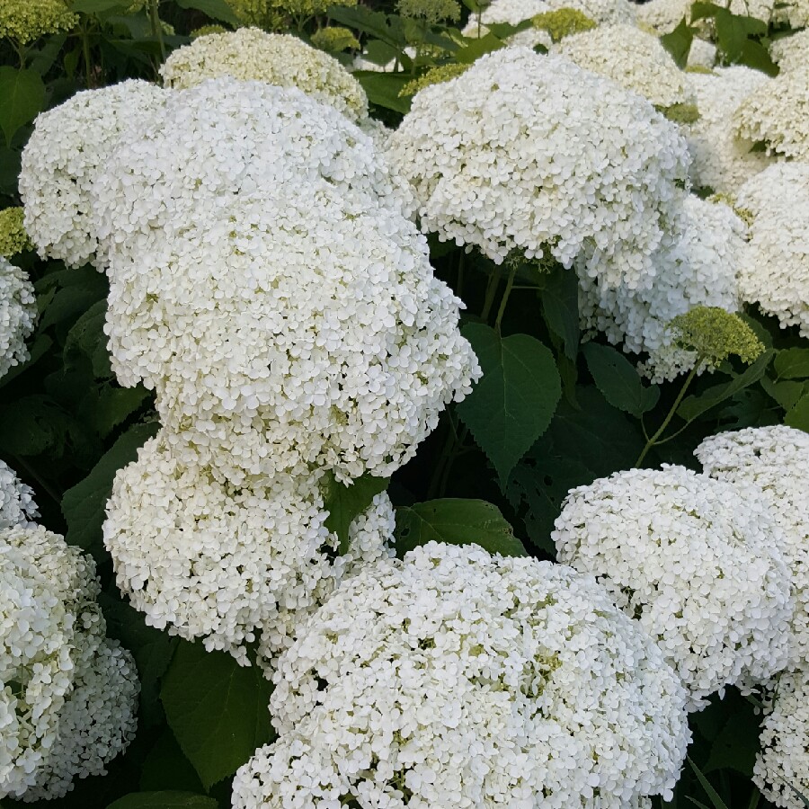 Hydrangea 'Annabelle'