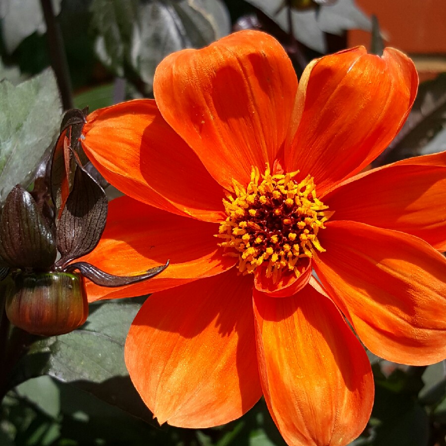 Plant image Dahlia 'Bishop of Oxford'
