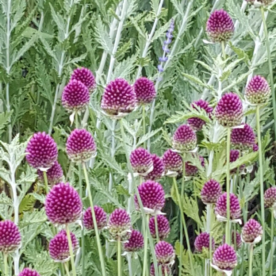 Allium (Species) Drumstick Allium