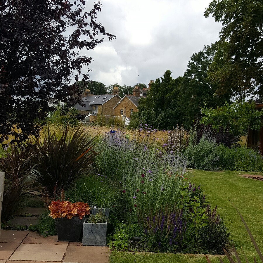 Lesley's garden