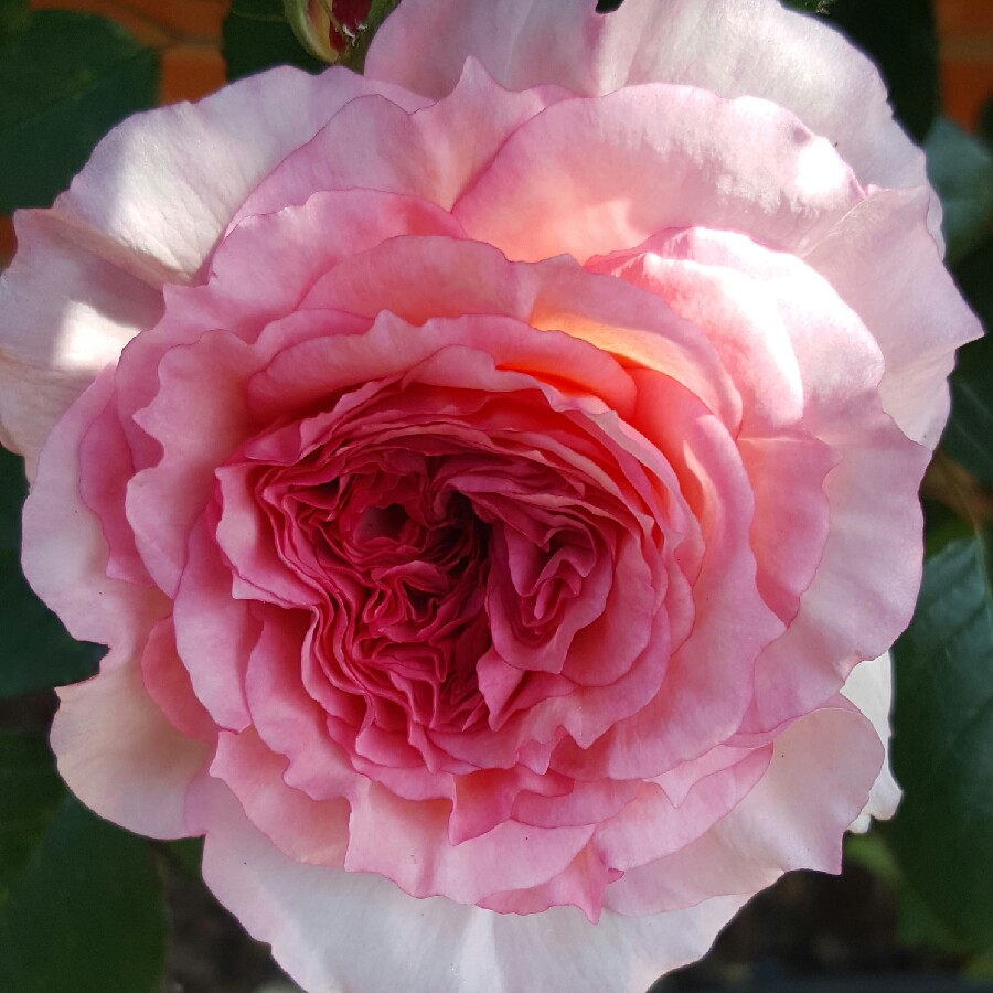 plant image 76697 plant image 76697