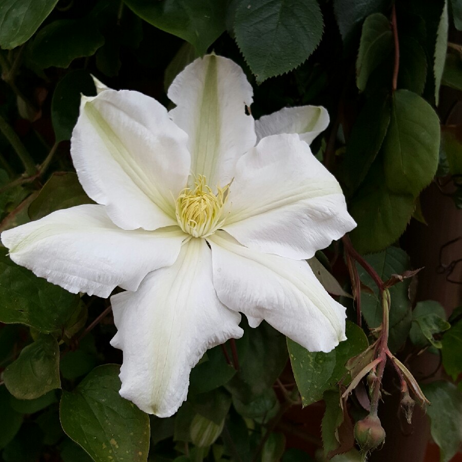 Plant image Clematis 'Guernsey Cream'