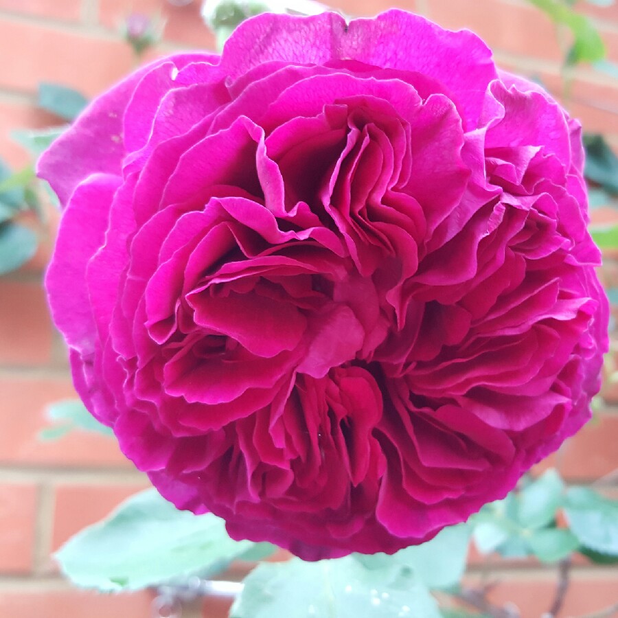 Plant image Rosa 'Falstaff'