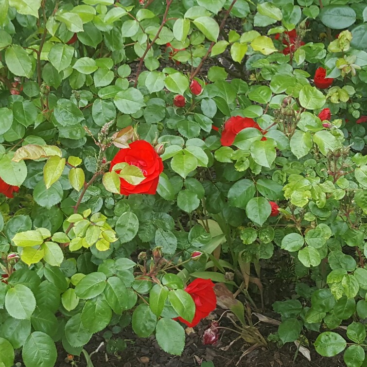 Plant image Rosa 'La Sevillana'