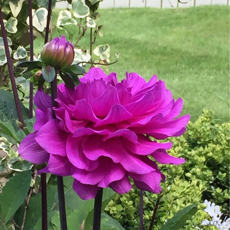 Plant image Dahlia 'Dalina Maxi Cozumel'