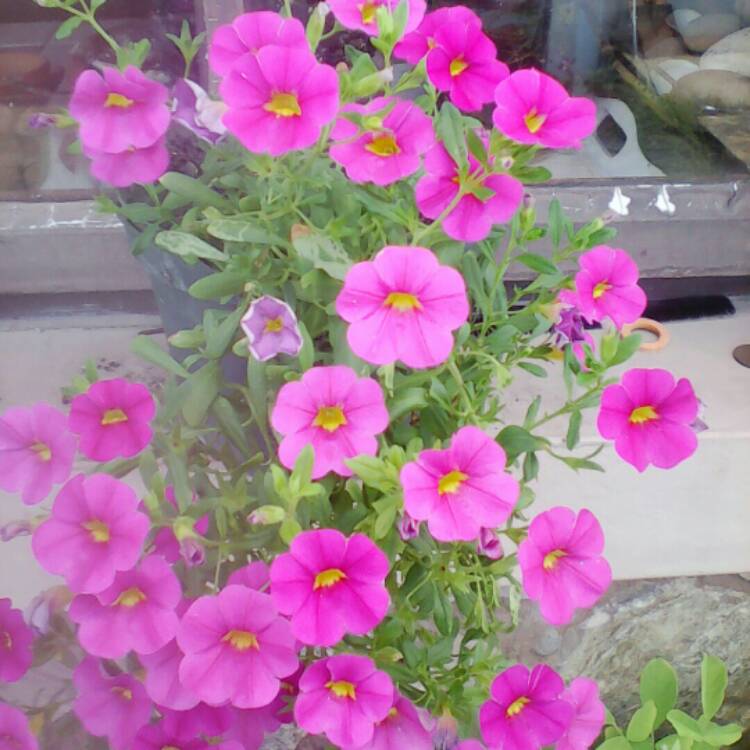Plant image Petunia surfinia 'Mini trailing'