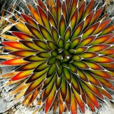 Agave