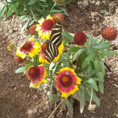 Leslie's garden