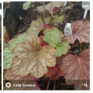 Alumroot 'Carnival Watermelon'