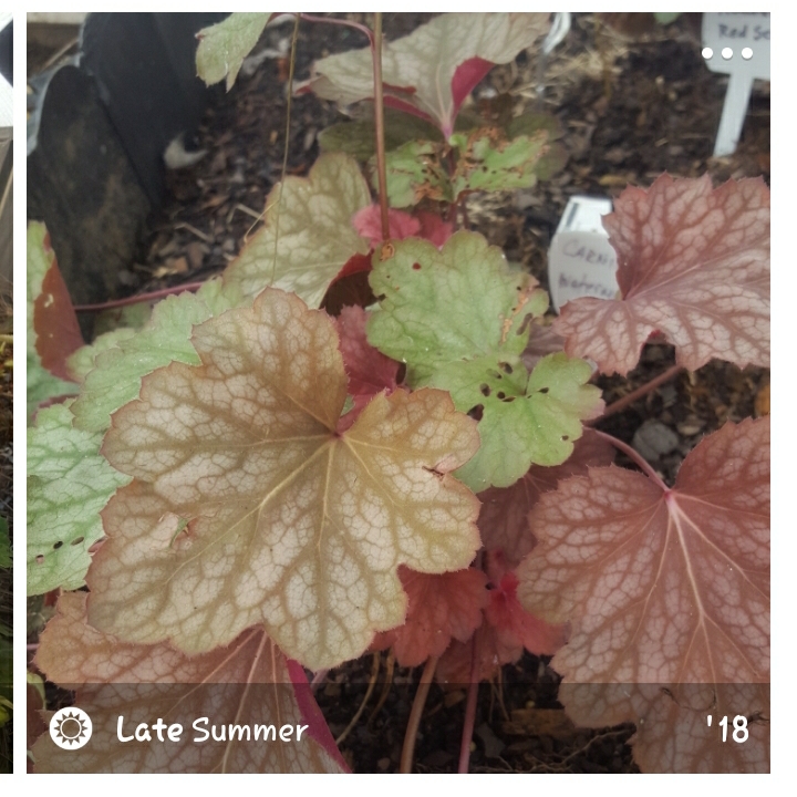 plant image 1425734
