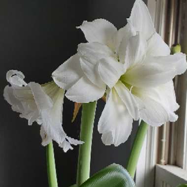 Hippeastrum 'Marquis'