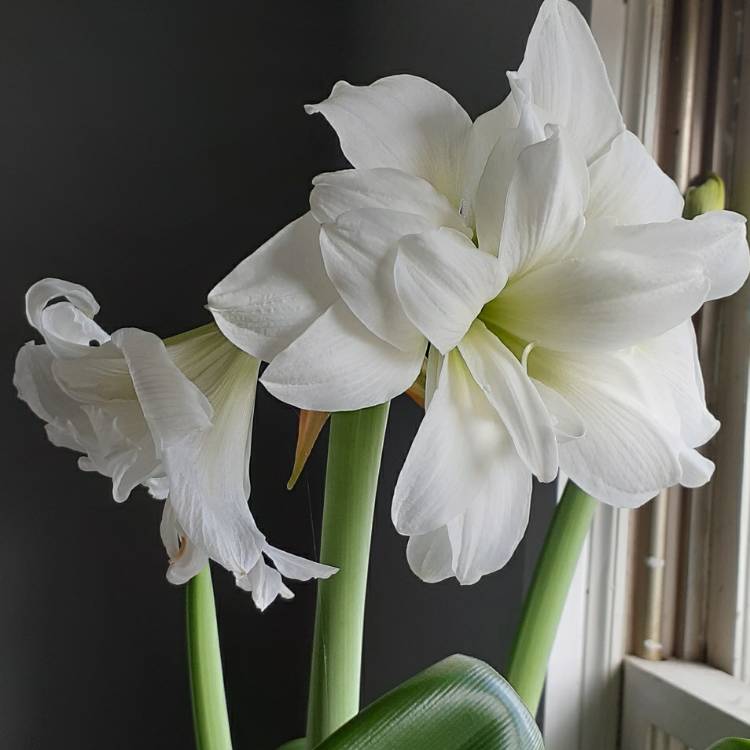 plant image 1429590