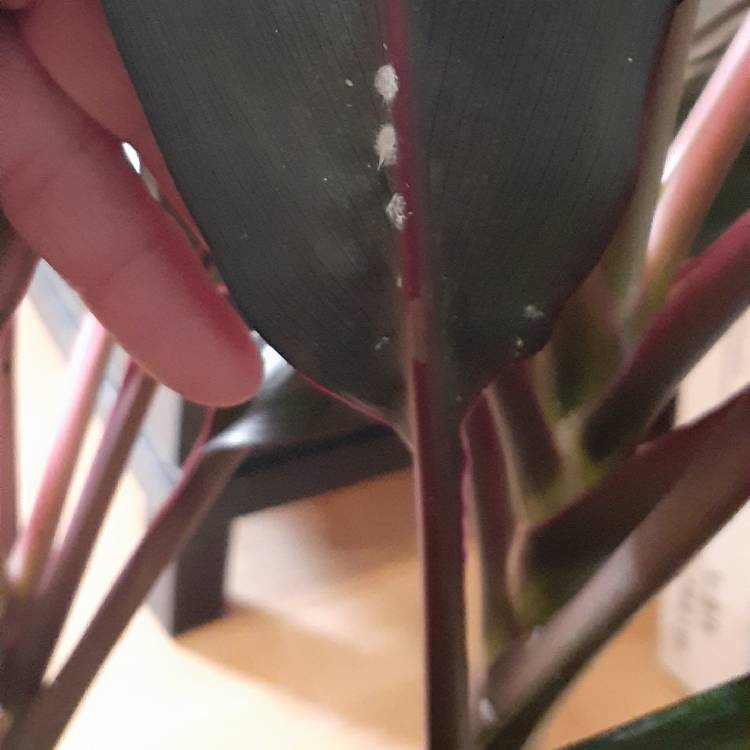 plant image 1430876