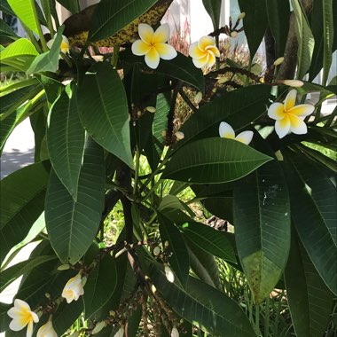 Plumeria