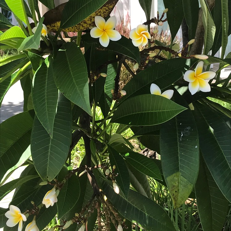 Plant image Plumeria