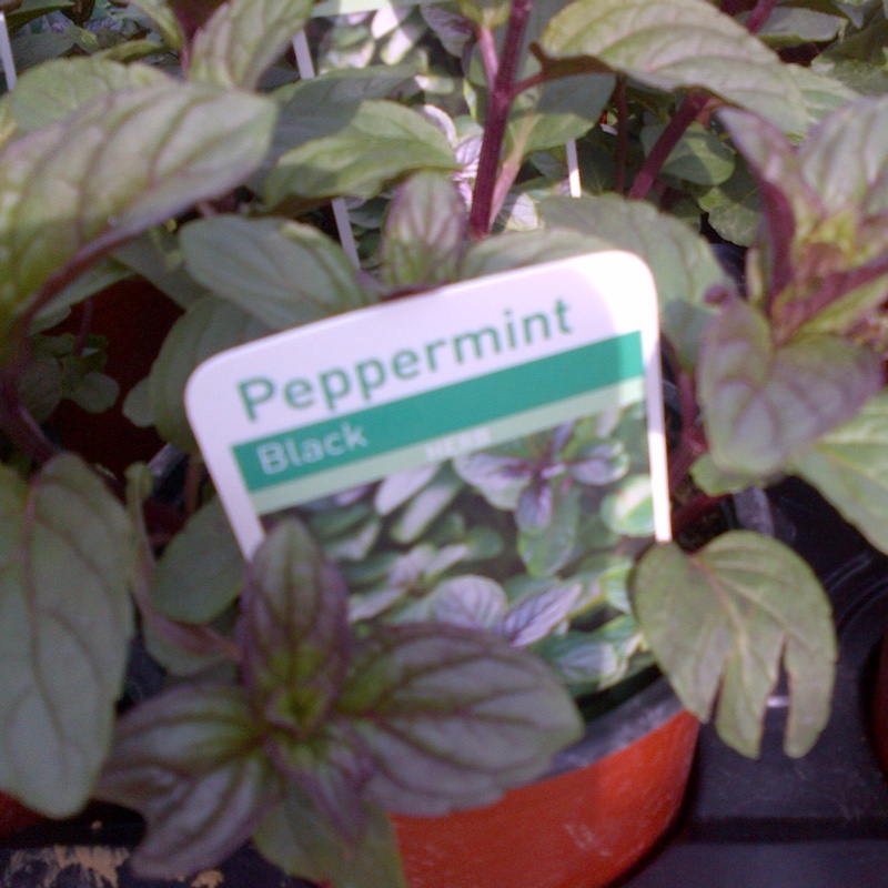 Mentha x piperita 'Black Peppermint'
