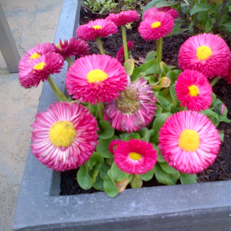 Bellis Perennis