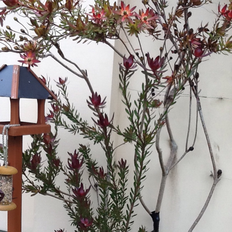 Plant image Leucadendron salignum x discolour 'Sixteen Candles'