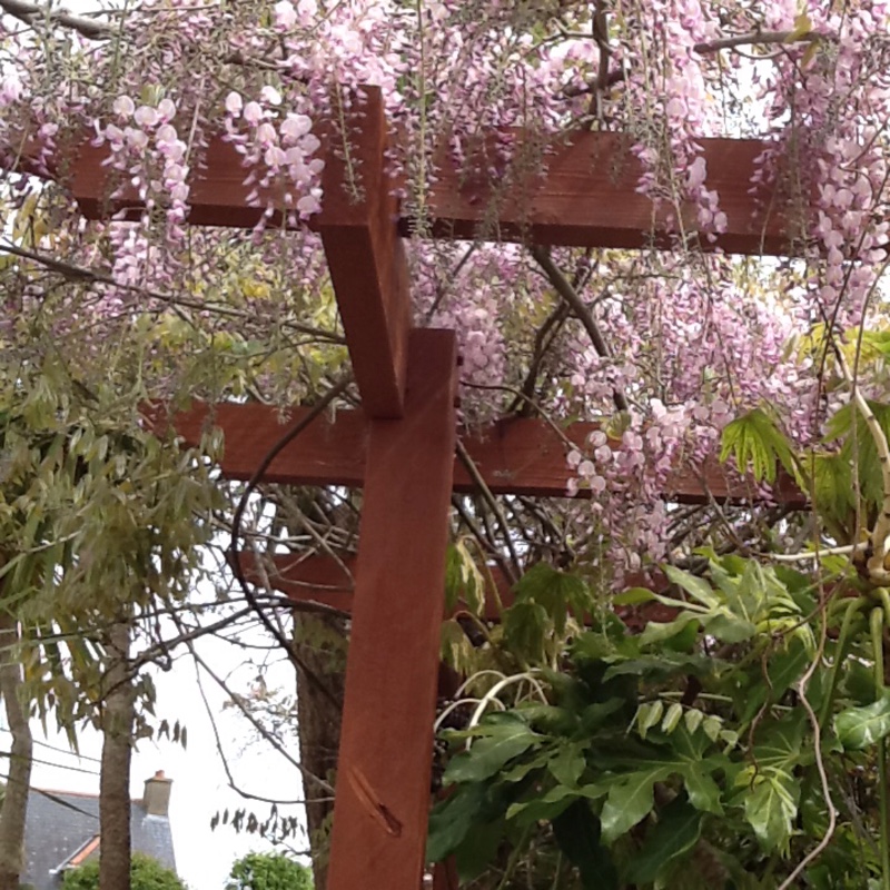 Wisteria floribunda