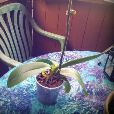 Phalaenopsis
