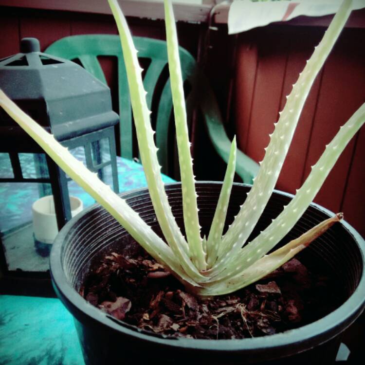 Plant image Aloe 'Blue Elf'