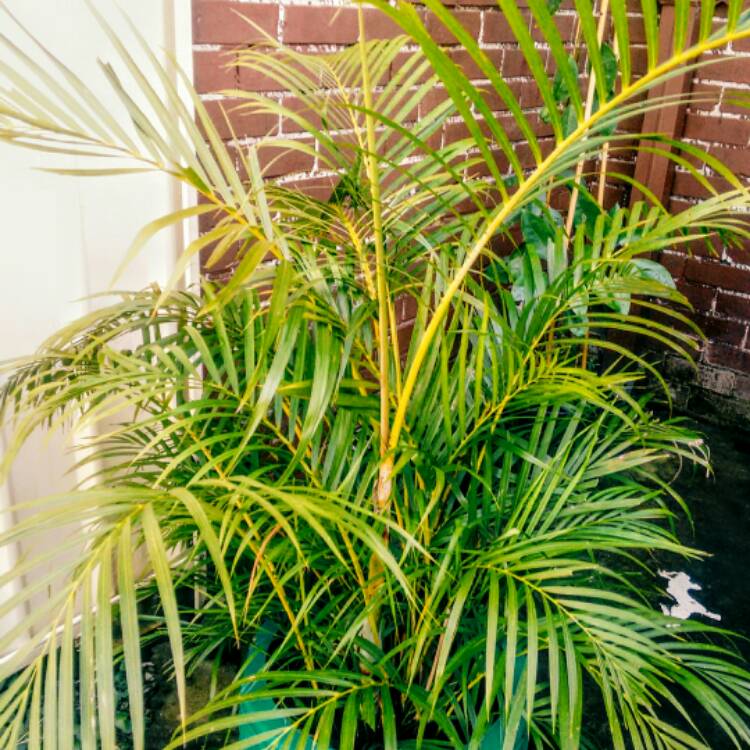plant image 407816 plant image 407816