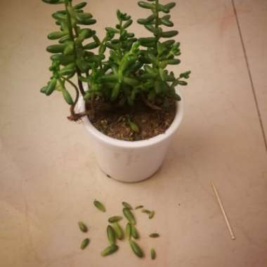 Sedum Rubrotinctum