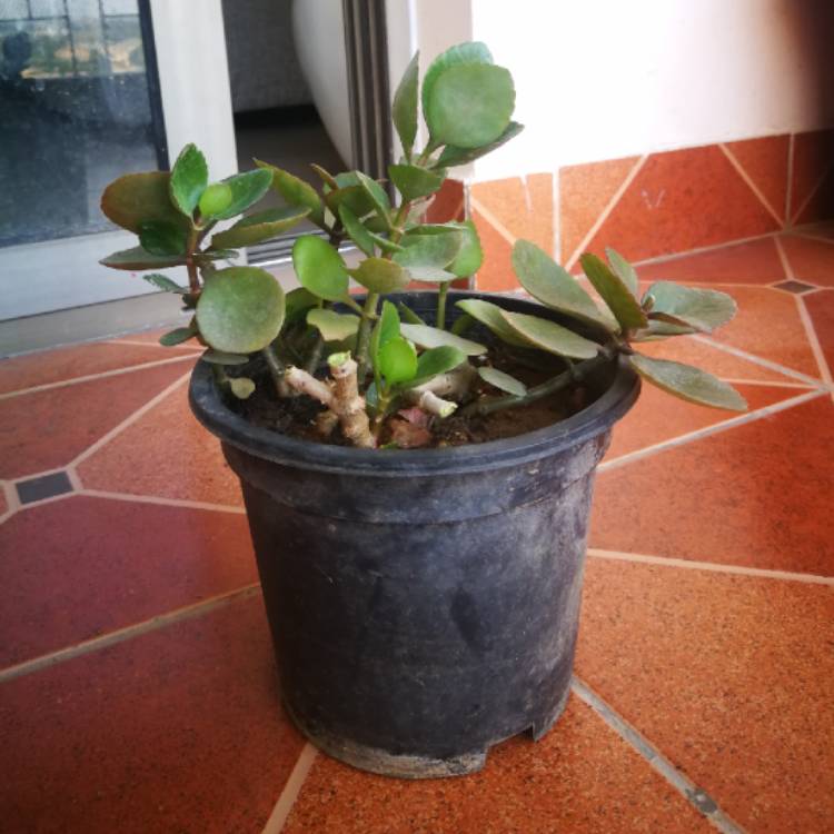 Plant image Kalanchoe blossfeldiana 'Red'