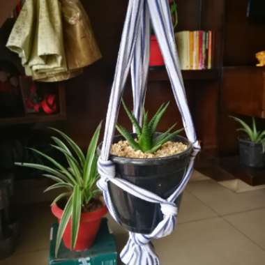 Haworthiopsis Attenuata