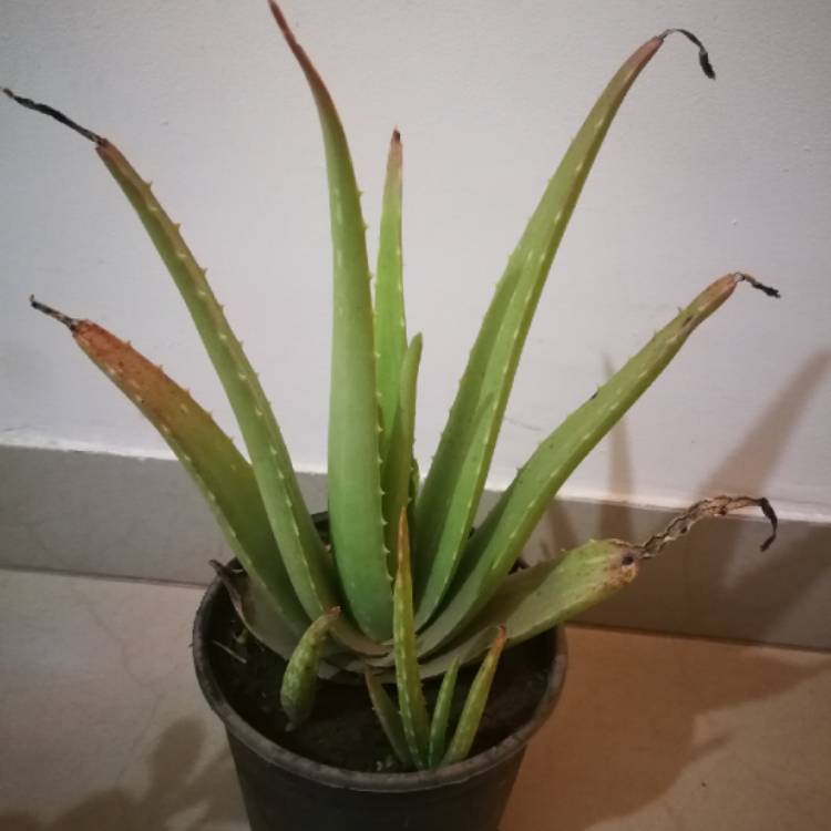 plant image 1340806