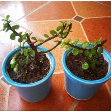 Portulacaria Afra
