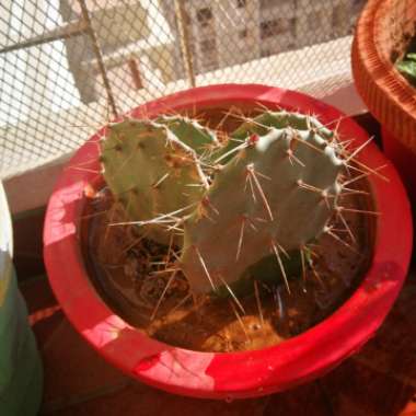 Tulip prickly pear