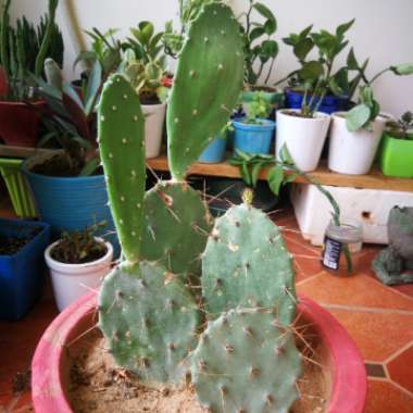 Tulip prickly pear