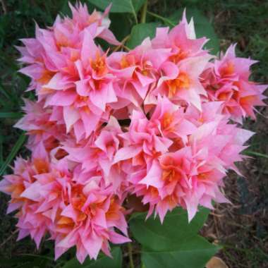 Bougainvillea 'Princess Maharla'