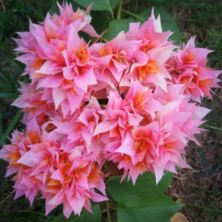 plant image 1348331
